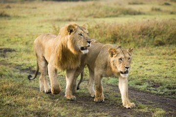 Танзания: дикие львы под угрозой исчезновения