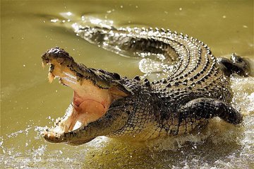 Крокодилы: страшные и опасные