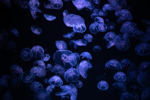 В Азовском море зафиксировали нашествие медуз