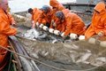 Главные вопросы о рыболовстве в экологическом ключе Главные вопросы о рыболовстве в экологическом ключе