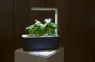 Неправильное освещение пагубно влияет на рассаду — NewsInfo