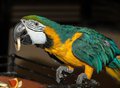 Любят музыку и говорят: все о попугаях Любят музыку и говорят: все о попугаях
