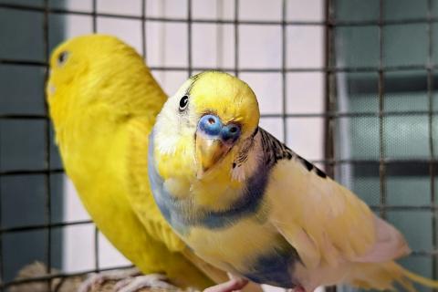 Учёные расшифровали язык птиц: попугаи из Центральной Америки оказались мастерами переговоров