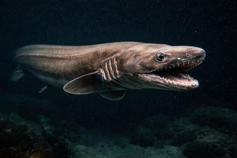 В Австралии нашли останки гигантских акул — Communications Biology