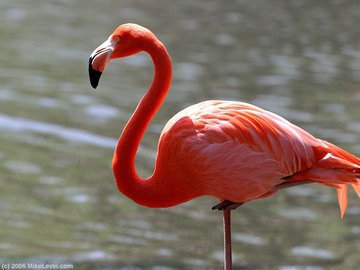Фламинго: что за птица