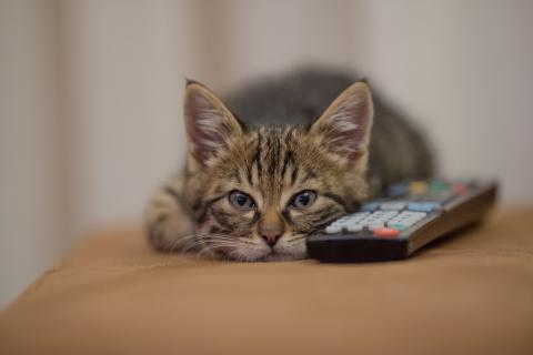 Как коты Как коты