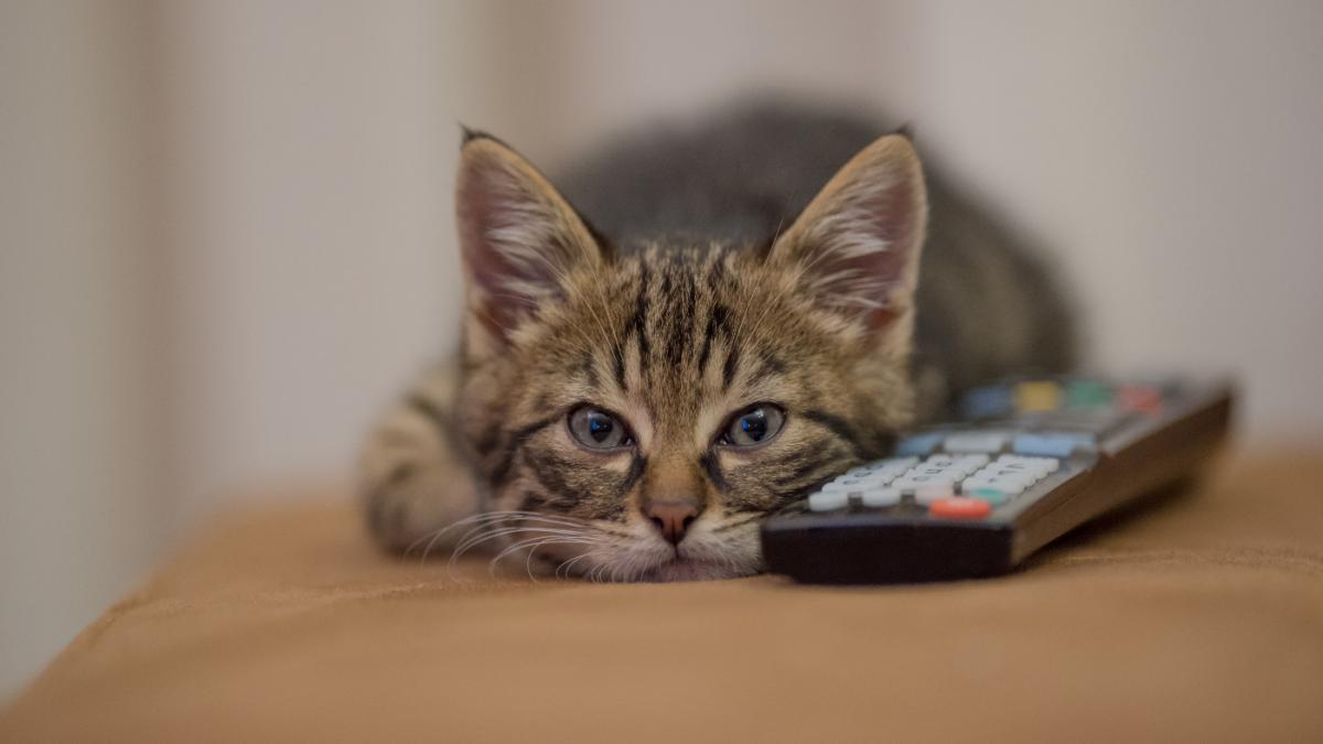 кот смотрит телевизор кот смотрит телевизор