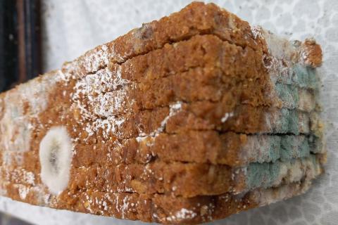 Школьный хлеб с сюрпризом: власти Камчатки проводят срочную экспертизу партии