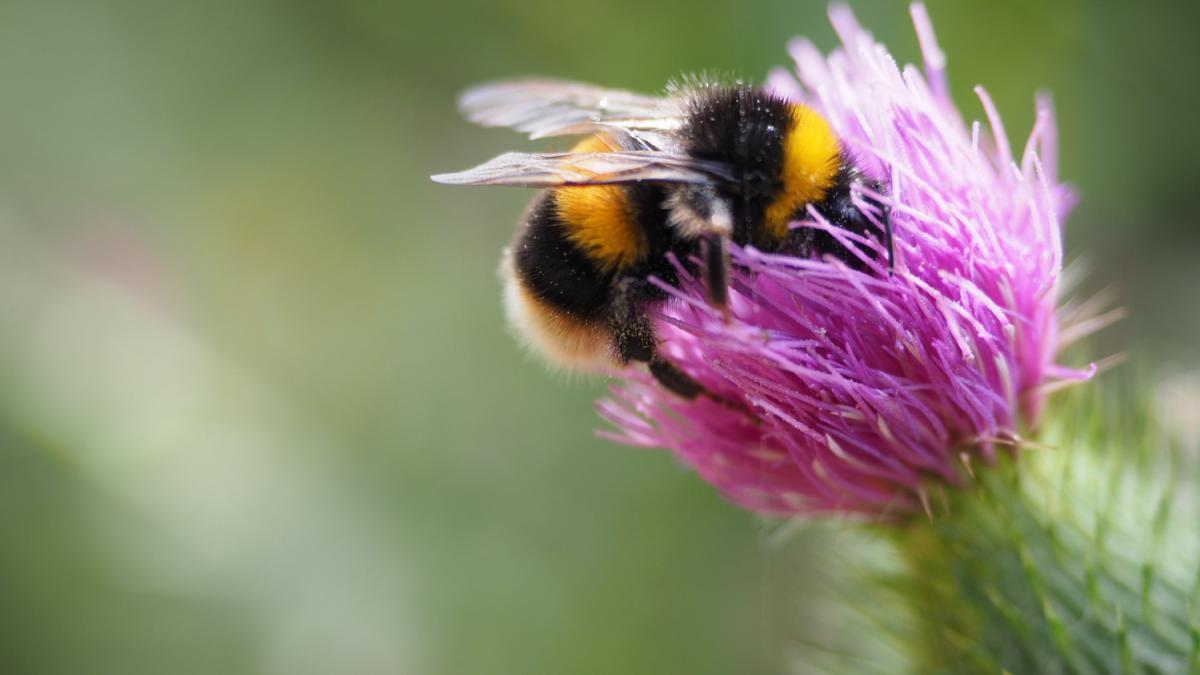 Пчела на цветке