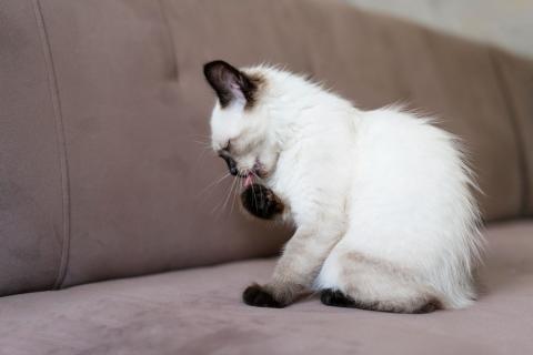 Кот с Крита стал новой достопримечательностью
