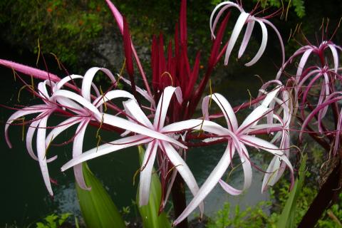 Для луковичных берут глиняные горшки с отверстиями — LETTO