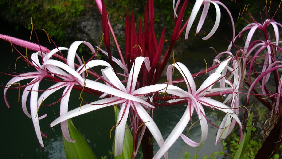 Луковичные цветы