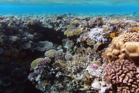 Кораллы усилили ночную активность микроскопических хищников — учёные