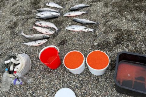 икра и рыба