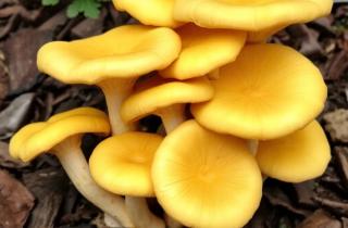 Когда под яблоней начали расти грибы: что скрывается за красивыми шляпками и стоит ли их бояться