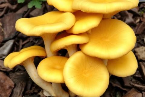 Когда под яблоней начали расти грибы: что скрывается за красивыми шляпками и стоит ли их бояться