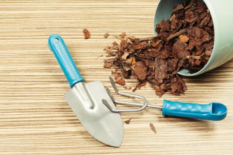 Ползучий тимьян хуже зимует под мульчей — агрономы