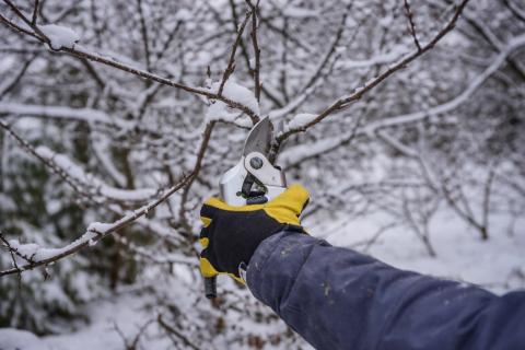 Ждите большого урожая: главное условие зимнего кронирования плодовых