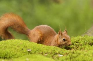 Сильные морозы признаны единственным временем для подкормки белок — экологи