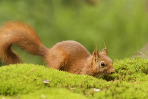Сильные морозы признаны единственным временем для подкормки белок — экологи