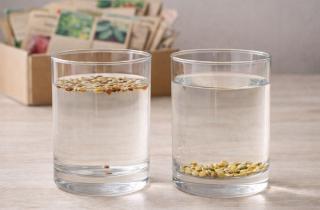 Замачивание семян ускоряет прорастание растений — Огород.ru