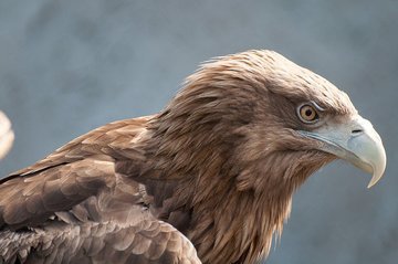 Острый ум и грация: все об орлах