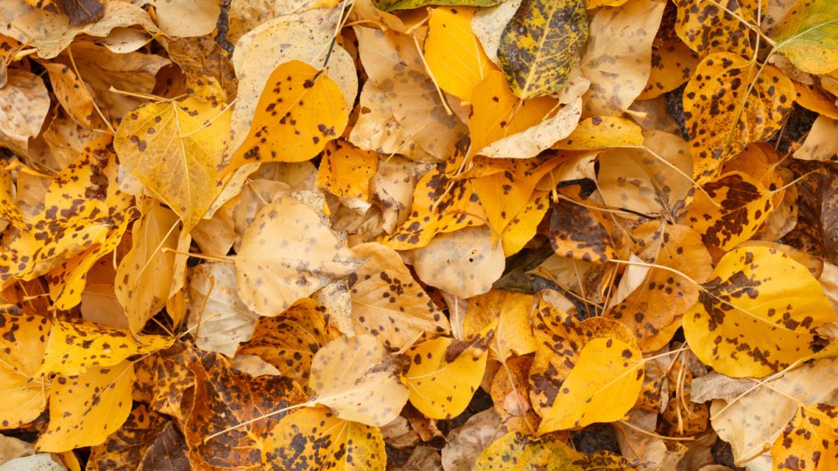 Осенняя листва