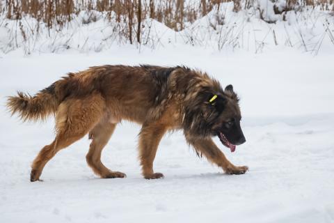 В Хабаровске усилили отлов безнадзорных животных — КП