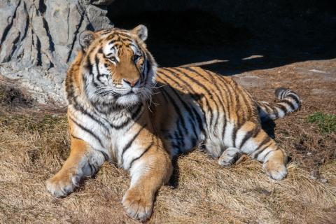 Тигр выбежал на трассу и попал под несколько автомобилей в Хабаровском крае