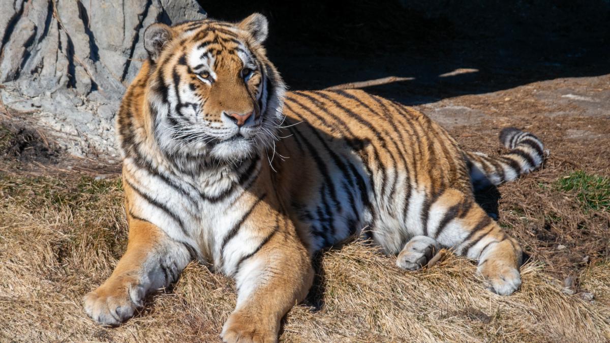 Амурский тигр