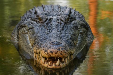 Битва японцев с крокодилами — реальная трагедия или сюжет для анекдота? Загадка острова Рамри