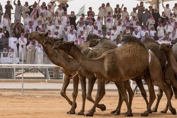 В Саудовской Аравии запретили колоть ботокс верблюдам