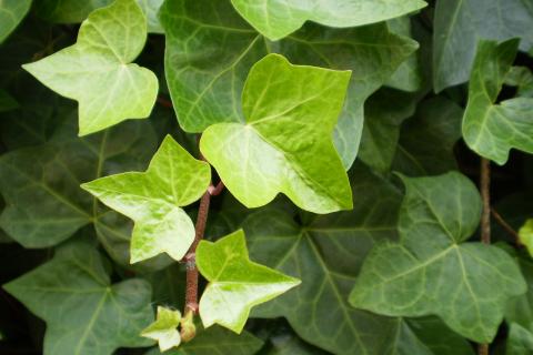 Плющ обыкновенный показал быстрый рост на затенённых участках — The Spruce