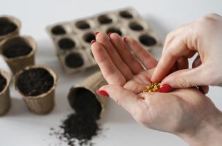 Не всё, что посеешь, пожнёшь: растения, которые отказываются расти из семян