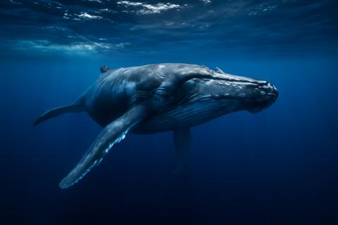 Морзверобои Нутэпэльмена и Уэлькаля открыли китобойный сезон на Чукотке