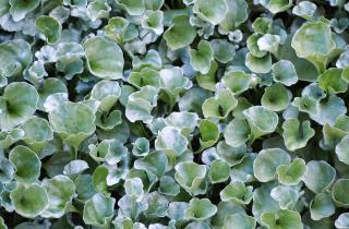 Silver Falls показал устойчивость к распространённым вредителям — The Spruce