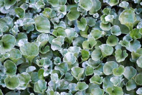 Silver Falls показал устойчивость к распространённым вредителям — The Spruce