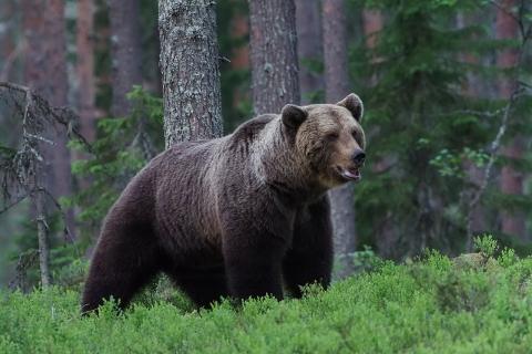 В Петропавловске-Камчатском запустили систему звукового оповещения о медведях