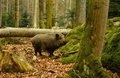 Животные: интересные факты о кабанах Животные: интересные факты о кабанах