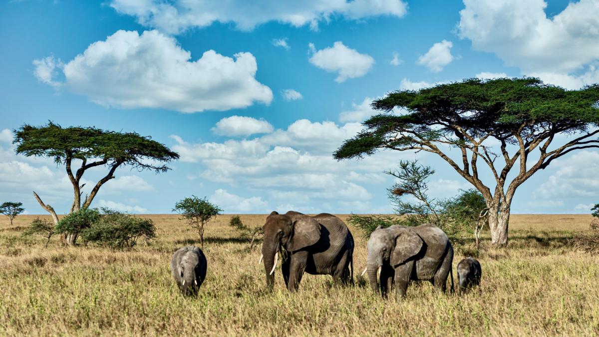 слоны в саванне