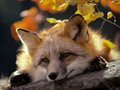 Интересное о рыжих красотках: как человек не смог приручить лису Интересное о рыжих красотках: как человек не смог приручить лису