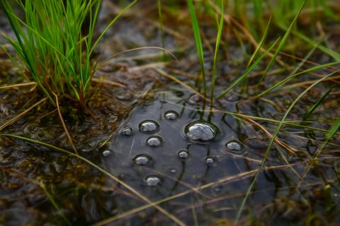 Метановые пузыри в болоте