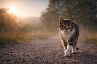 Таиландский кот укусил, лечение обошлось в 30 тысяч: 40% туристов не знают об этих рисках