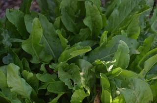 Щавель растёт в слабокислом грунте — цветоводы