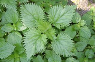 Огородники назвали крапиву эффективным натуральным удобрением — Белновости