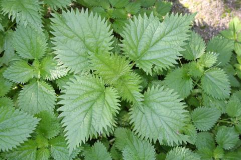 Огородники назвали крапиву эффективным натуральным удобрением — Белновости