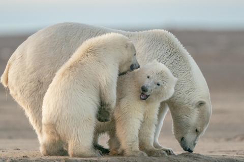 Белые медведи