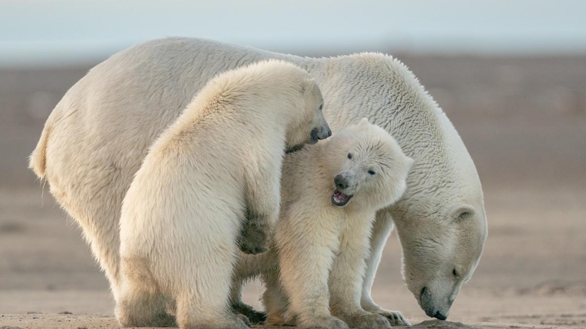 Белые медведи