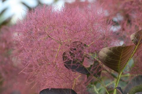 Скумпия плохо растёт на участках с застойной влагой — садоводы