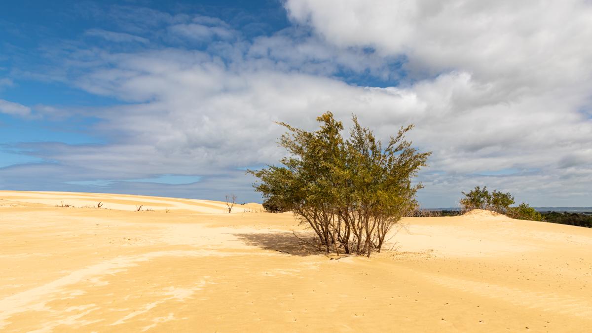 Wilsons Promontory National Park (AU), Big Drift -- 2019 -- 1683